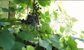 阳光明媚的一天 阳光明媚的一天