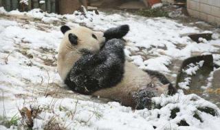 熊猫的知识资料大全 熊猫的知识资料大全