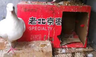 上面有两个鸽子